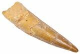 Fossil Spinosaurus Tooth - Real Dinosaur Tooth #382324-1